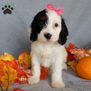 Snoopy, Cockapoo Puppy